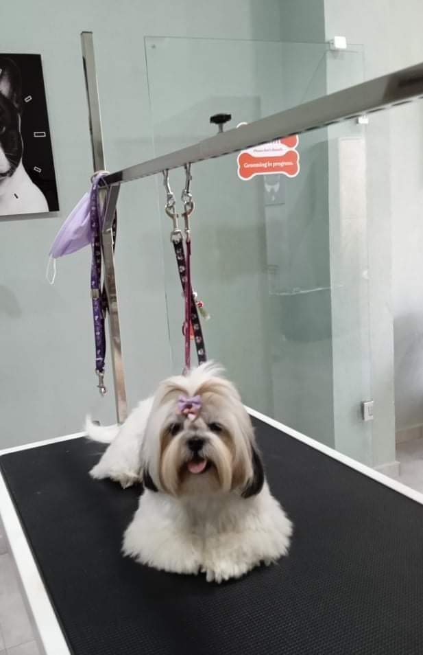 Dog Days Grooming Salon