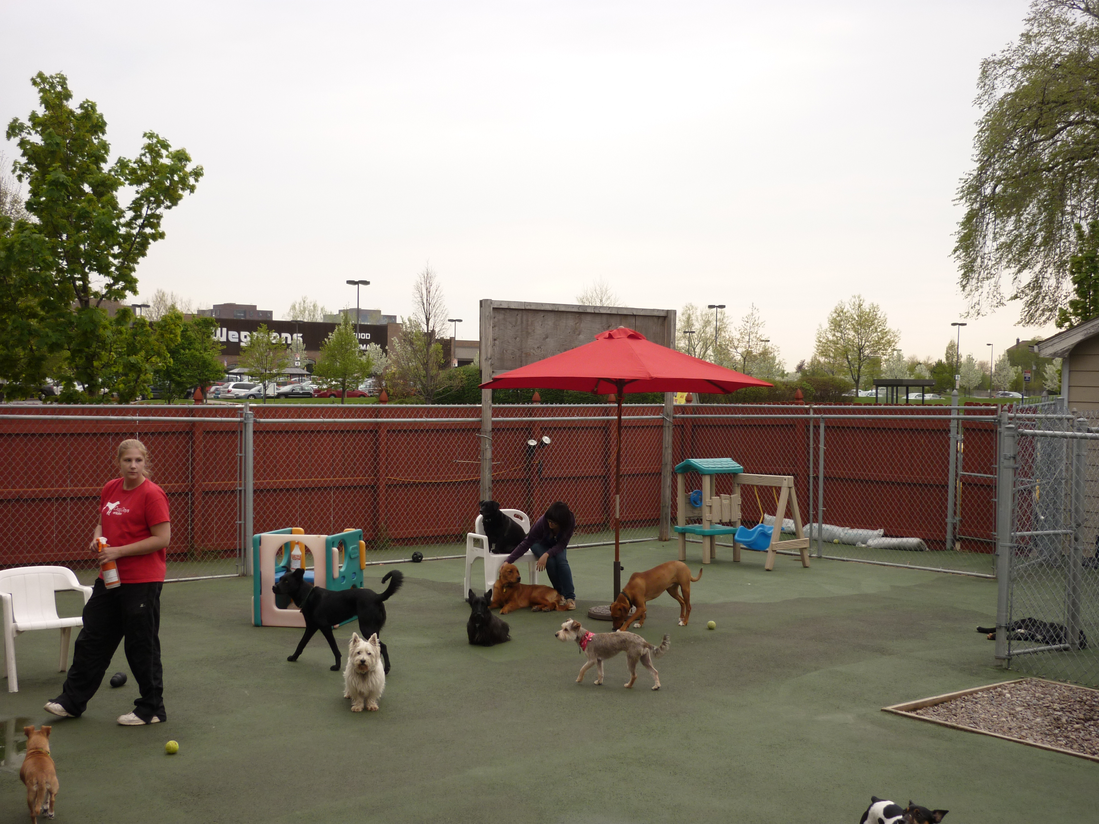 Our Facility Dog Days of Buffalo