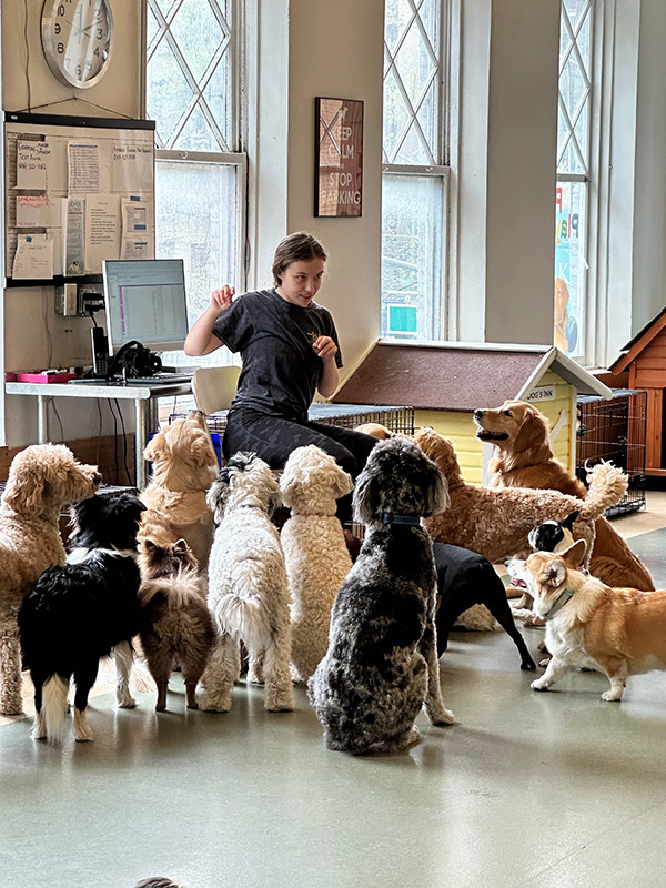 Our Facility Dog Days of New York