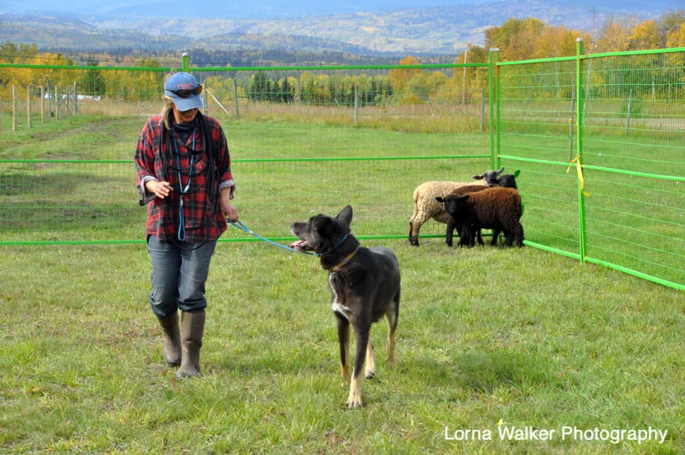 About Us Dog Digs Canine Boarding Facility