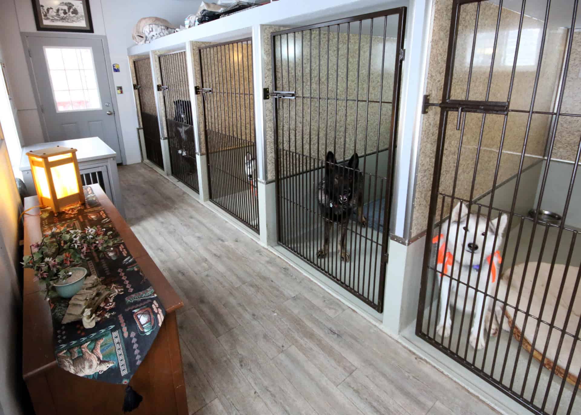 About Us Dog Digs Canine Boarding Facility