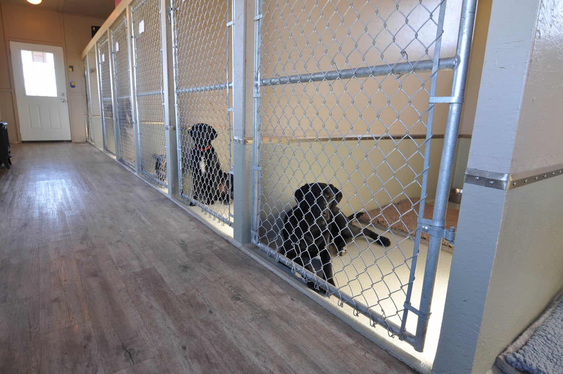 About Us Dog Digs Canine Boarding Facility