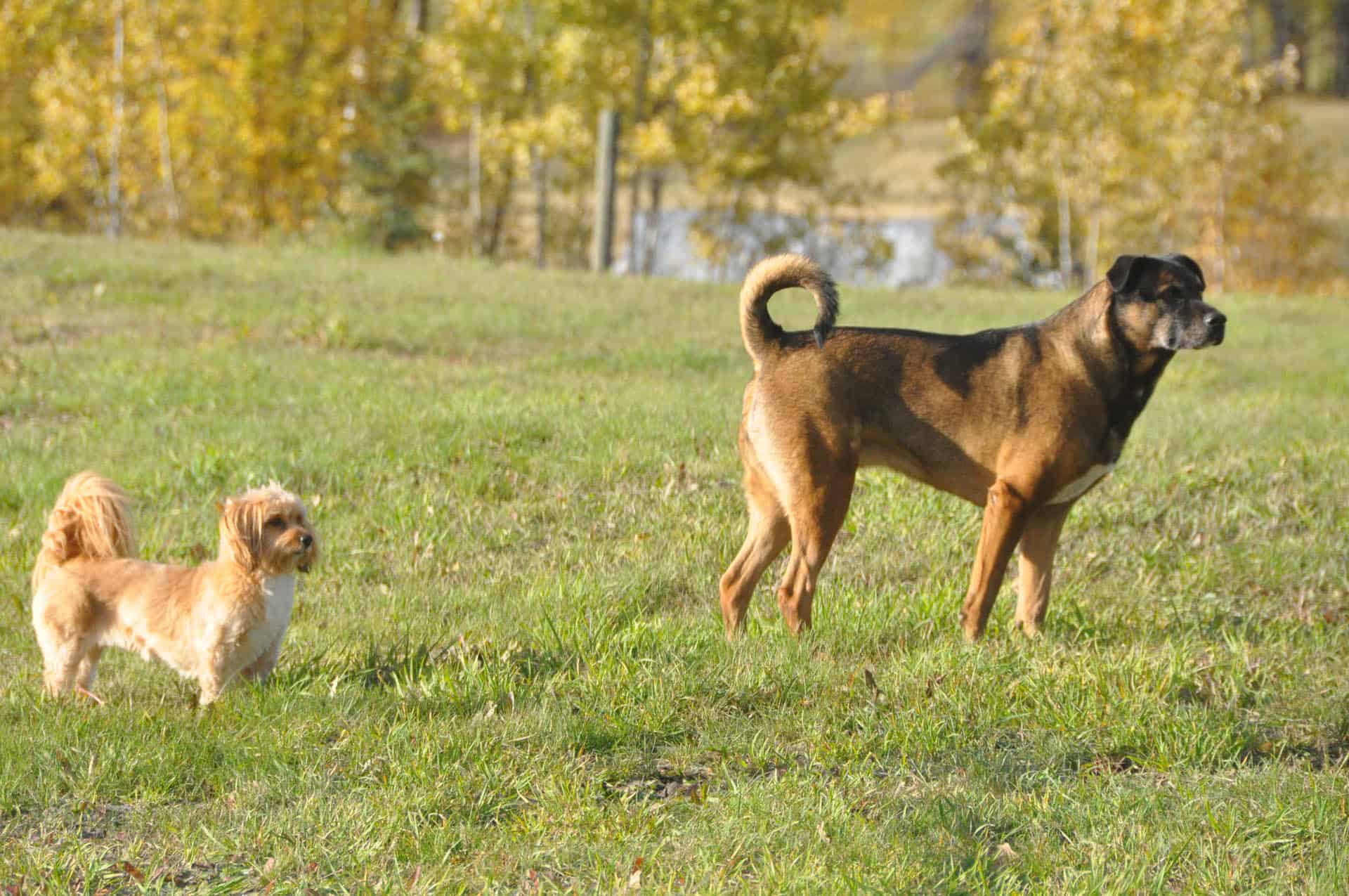 About Us Dog Digs Canine Boarding Facility