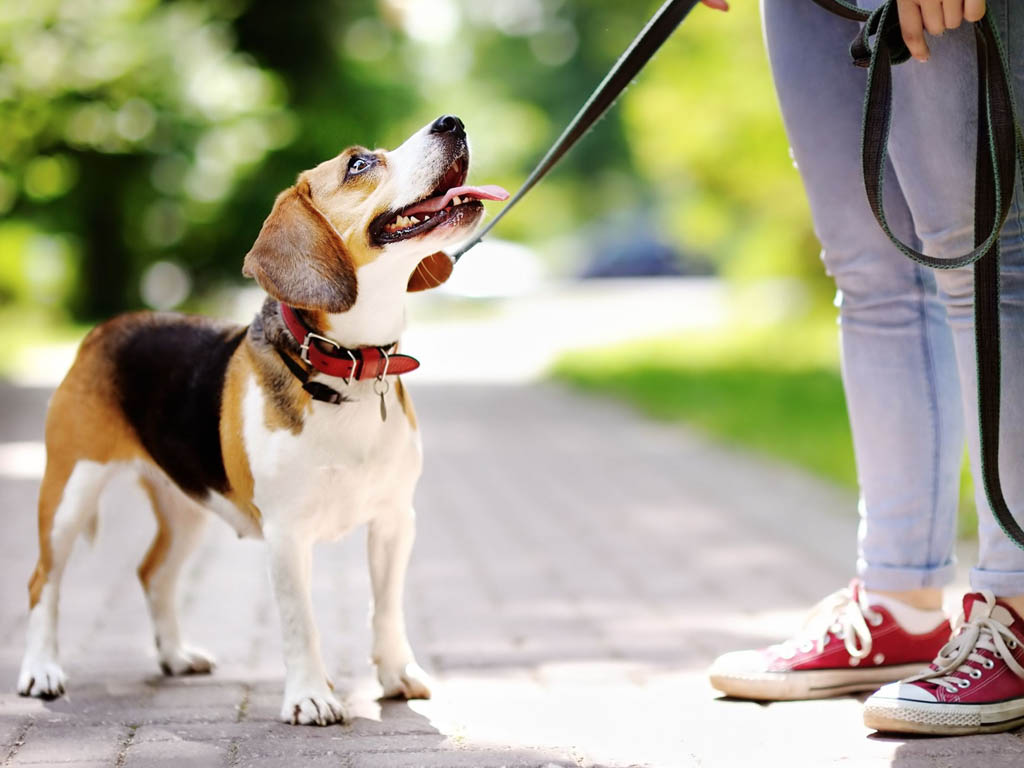 Cómo mejorar el paseo con tu perro Dog Dog