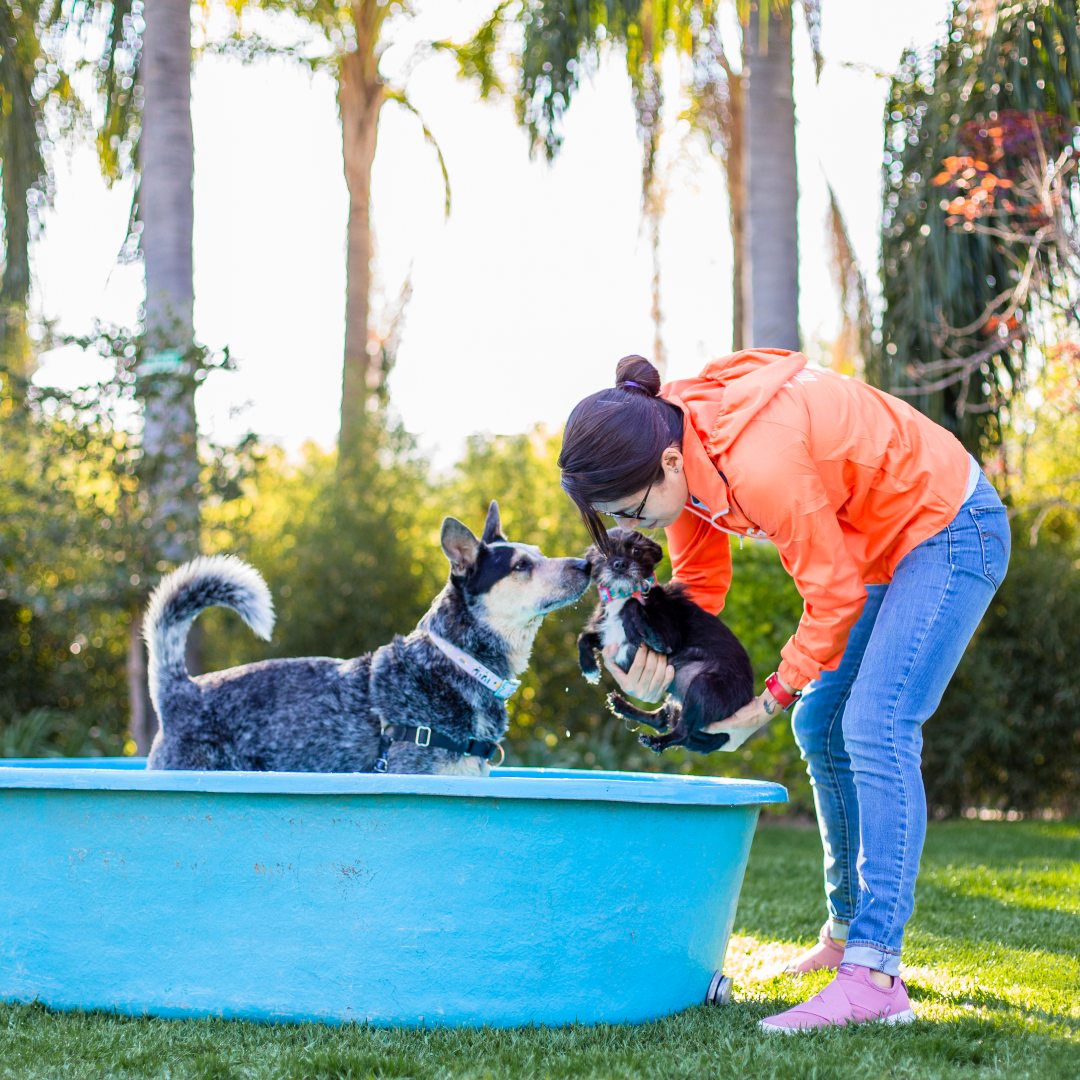 ¡Al agua patos! cómo presentar a mi perro al agua o quitarle el miedo