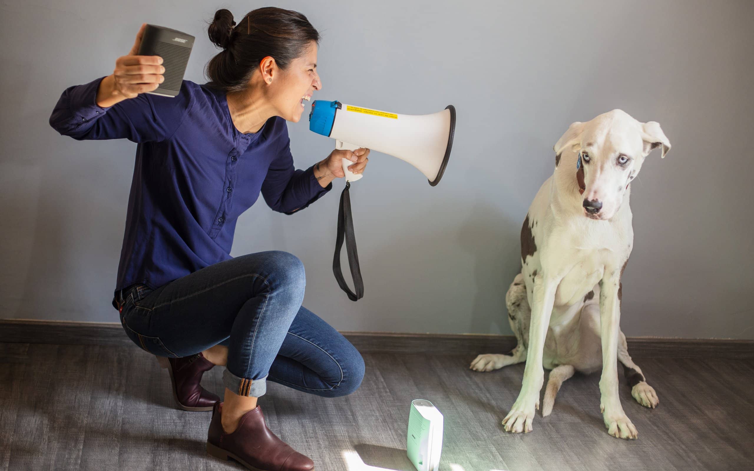 MasterClass Ruido lo armónico, lo desafinado y lo ruidoso Dog Dog