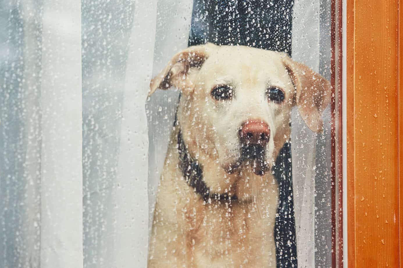 Does Rain Hurt Dogs Ears? [& Why Rain May Be Dangerous]