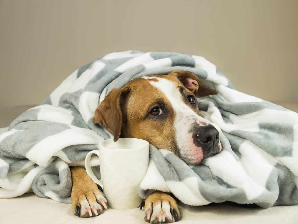 Do Dogs Get Goosebumps? Why Does Their Hair Stand Up? Dogdorable