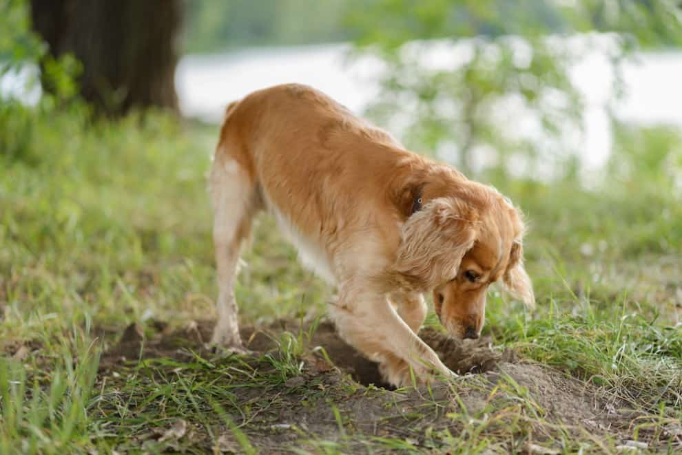 Why Do Dogs Dig Holes When Sick? Should I Be Concerned?