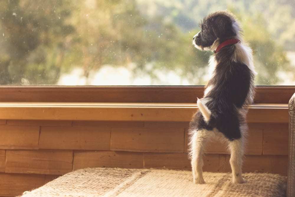 Do Dogs Get Homesick? [And How You Can Help]