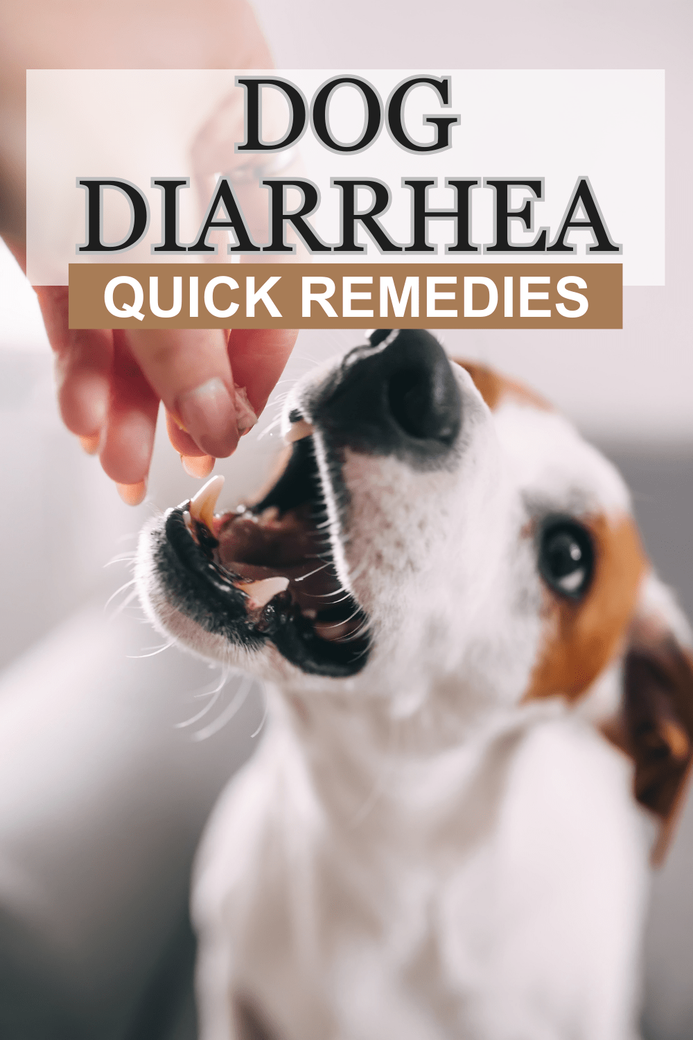 Oatmeal For Dogs With Diarrhea [DIY Diarrhea Remedy]