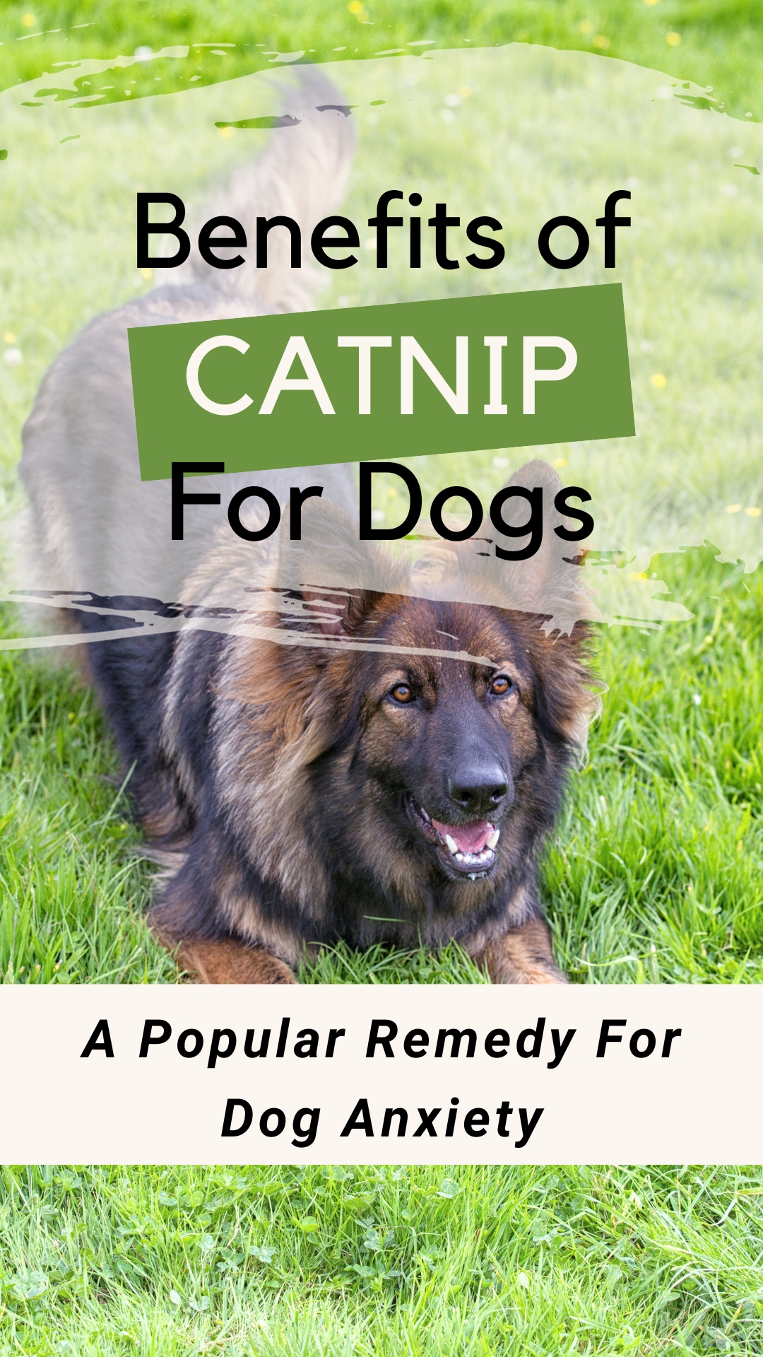 Catnip for Dog Anxiety [Natural Calming Solutions and Safety Tips]