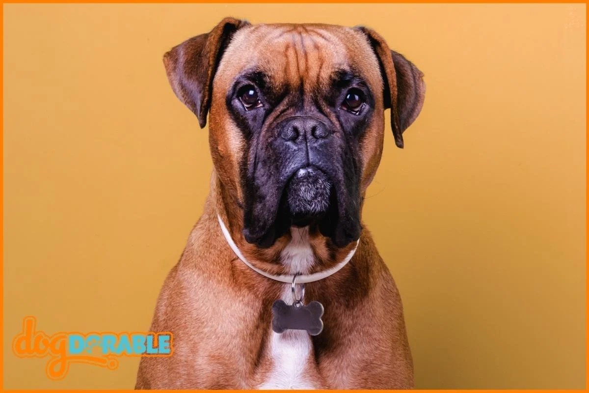 Are Boxers Hyper? Managing Their Energy Levels