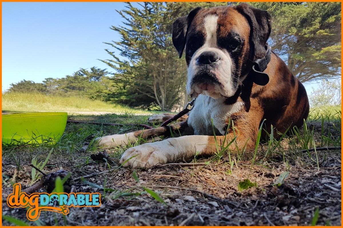 Do Boxers Bark? All About Their Vocalizations