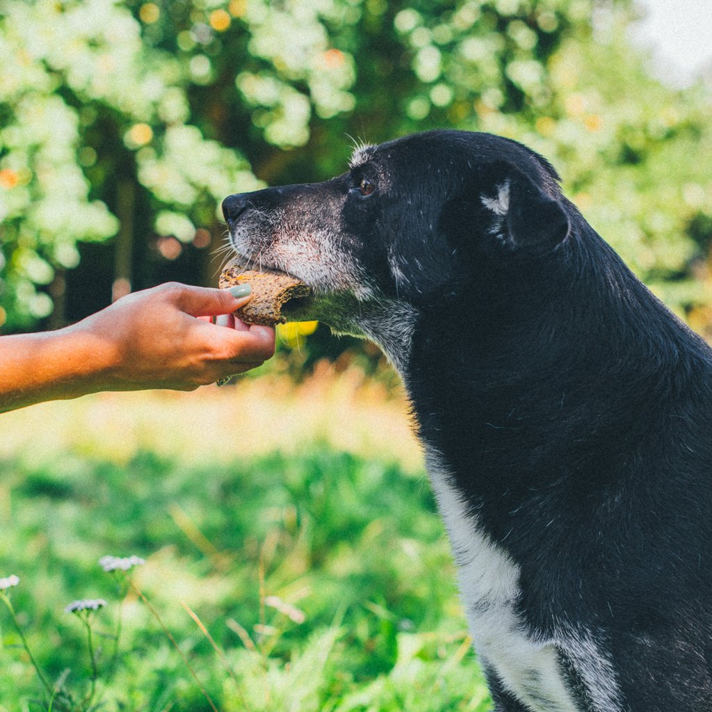 Dog.Eat.Plant. DOGZINE