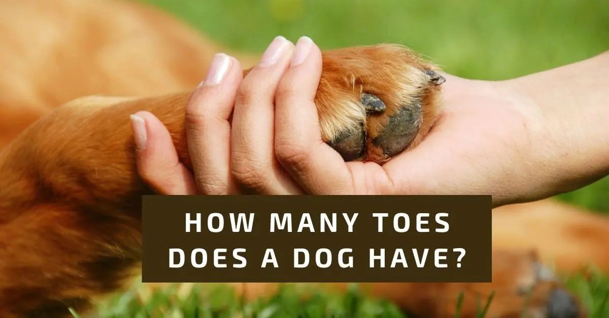 How Many Toes Does A Dog Have? — Naive Pets