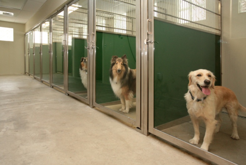 Get the Best Dog Boarding Services for an Affordable Price Dog Eno