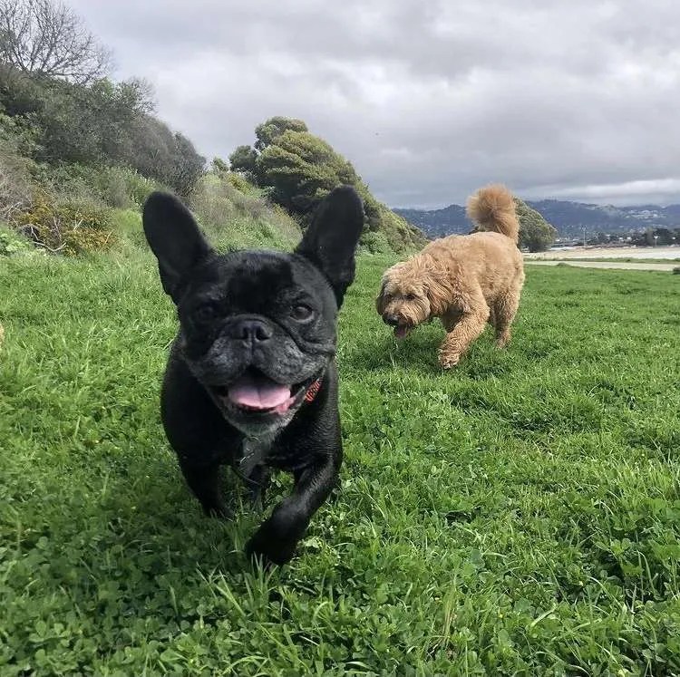 DogEvolve Professional Dog Training in Durham, NC