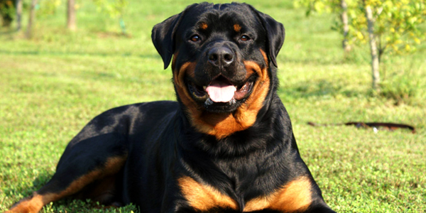 Rottweiler Dog Breed Information, Images, Price DogExpress