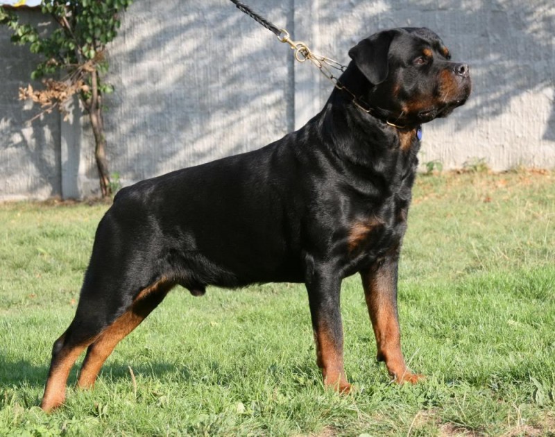 Rottweiler Dog Breed Information, Images, Price DogExpress