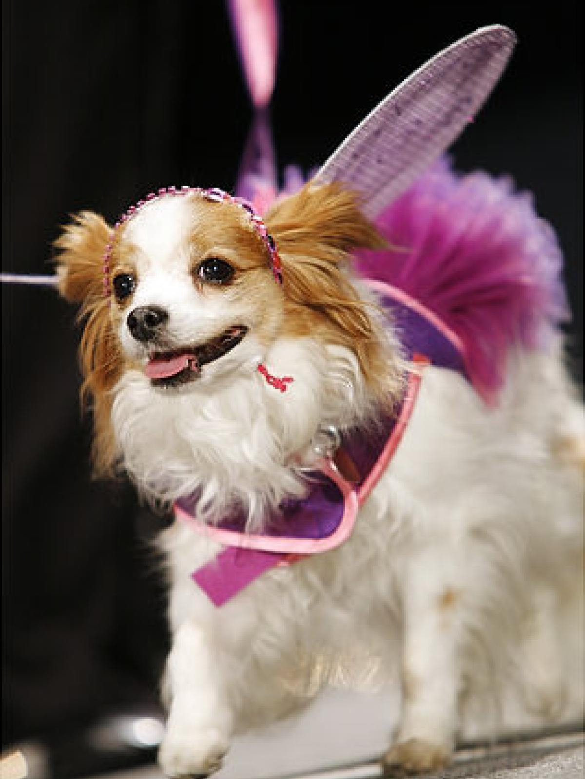 Dog Fashion 2016 These Dogs Are So In Style DogExpress