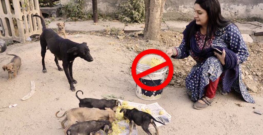 What Should I Feed Street Dogs