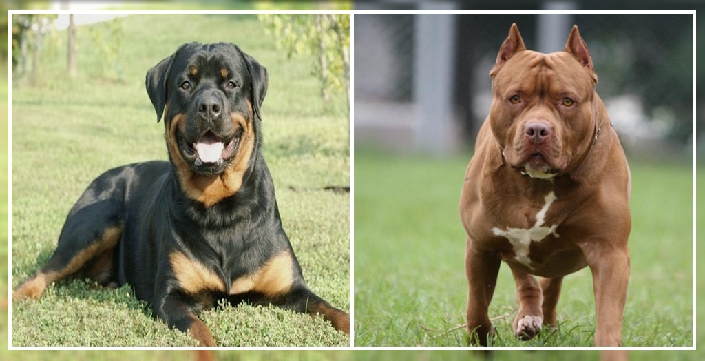 Are Rottweiler Dangerous Like Pit Bulls