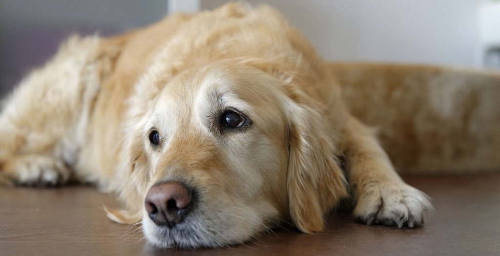 Bacterial Infection In Dogs Dog Health DogExpress