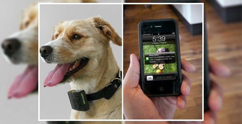 Pet Translator Devices DogExpress