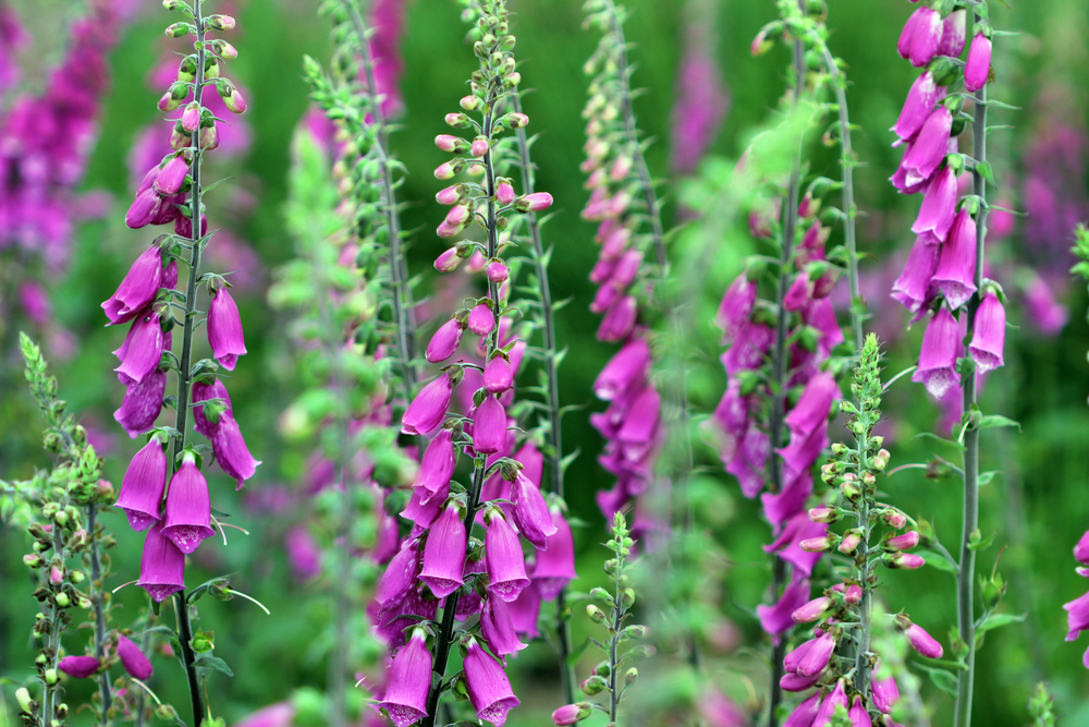 Protect Your Dog From These Poisonous Plants In Your Garden DogExpress