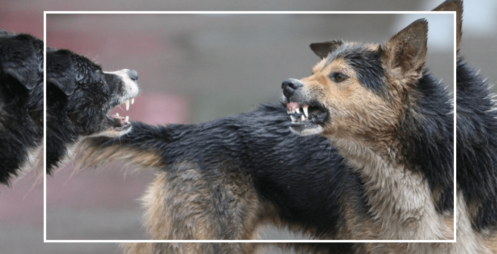 Aggression Among Dogs Who Should Be Blamed? DogExpress