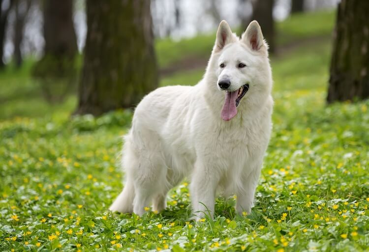 White German Shepherd DogExpress