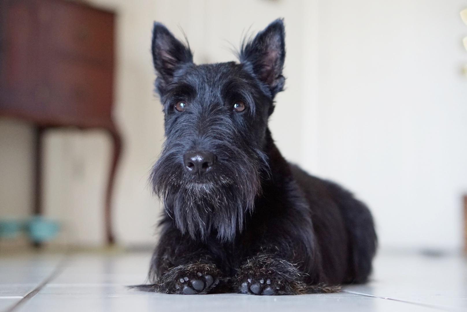 7 Lazy Dog Breeds That Can Be Left Alone DogExpress