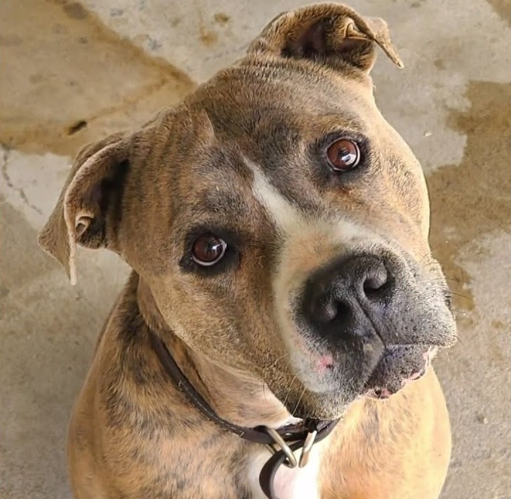 Delaware Shelter Dog Adopted After 866 Days Will Spend Holidays with a