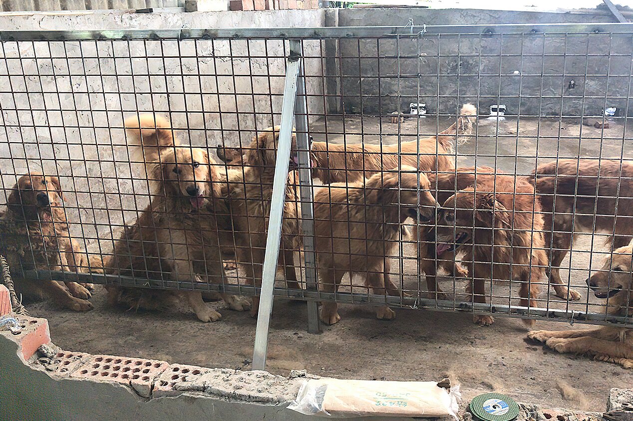 29 Dogs Rescued From China’s Dog Meat Trade Reach the U.S