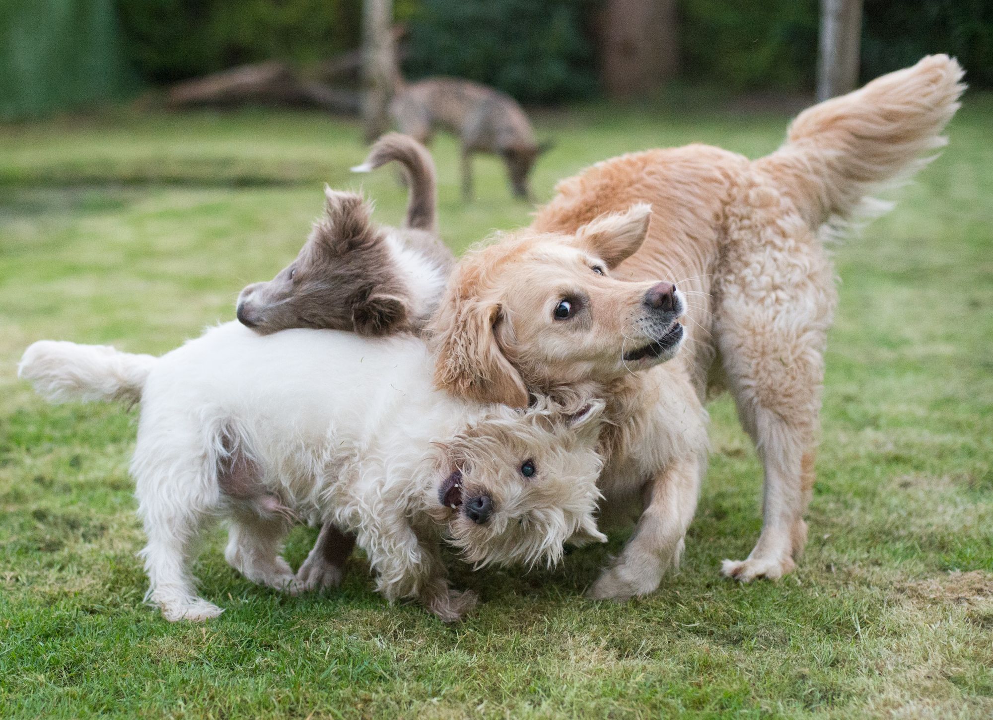 11 Things Humans Do That Annoy Dogs DogExpress