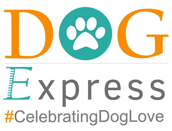 Havanese images DogExpress