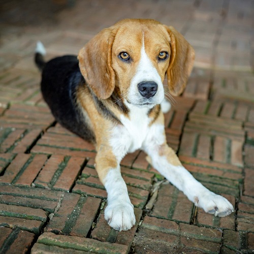 spa beagle à adopter 2023 How To Get A Beagle Puppy To Stop Biting? | Dogexpress