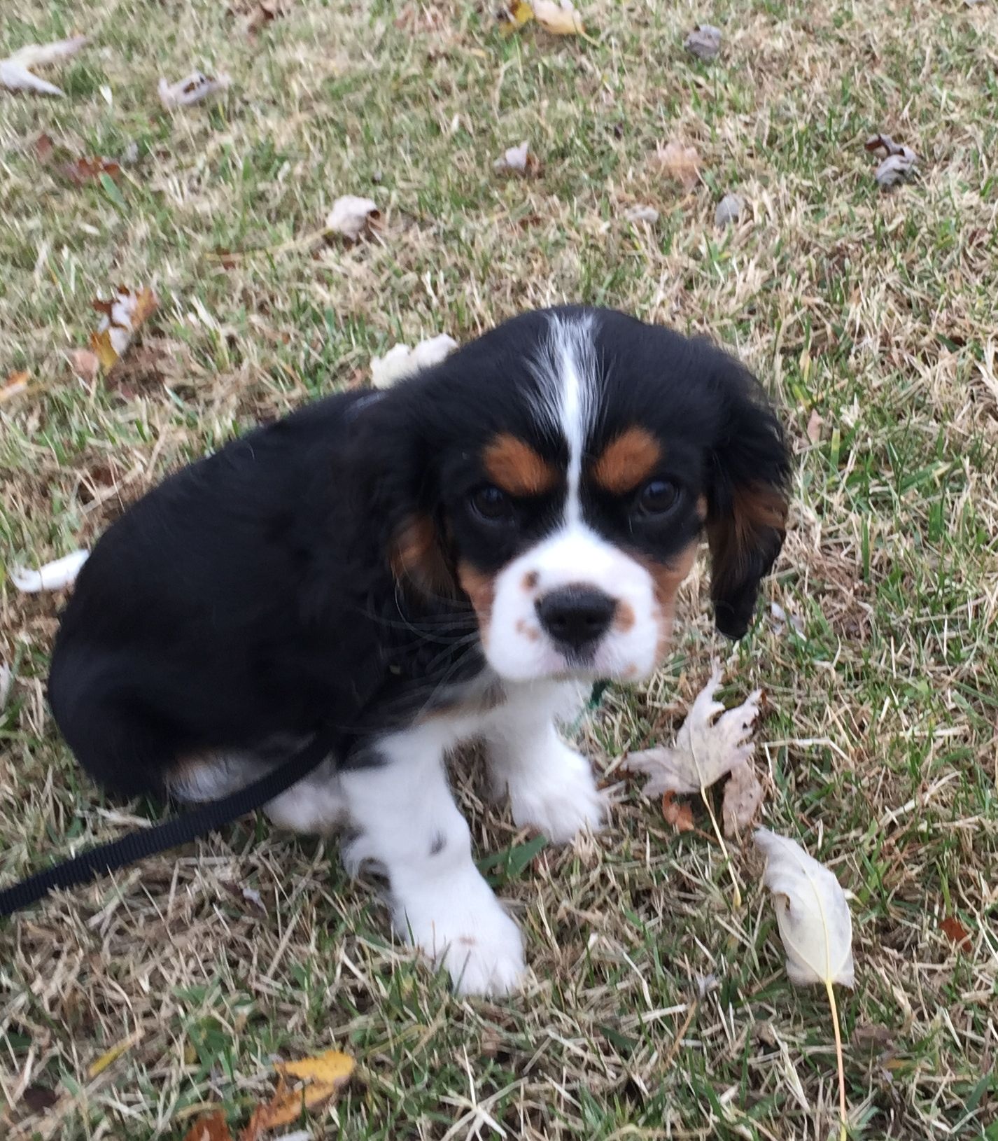 Elizabethtown Electronic Underground Dog Fence Unseen Fencing of Kentucky