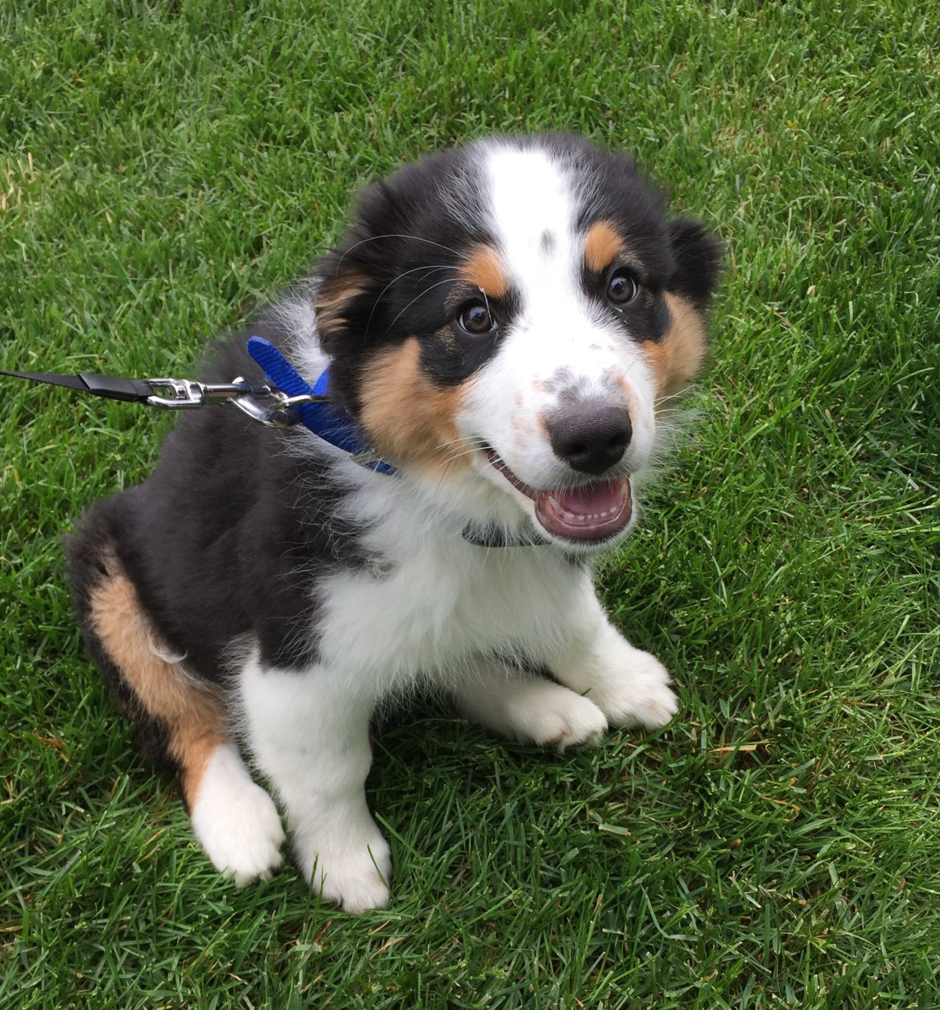 Copper & BoBo of Louisville, KY have a new Pet Stop Underground Fence