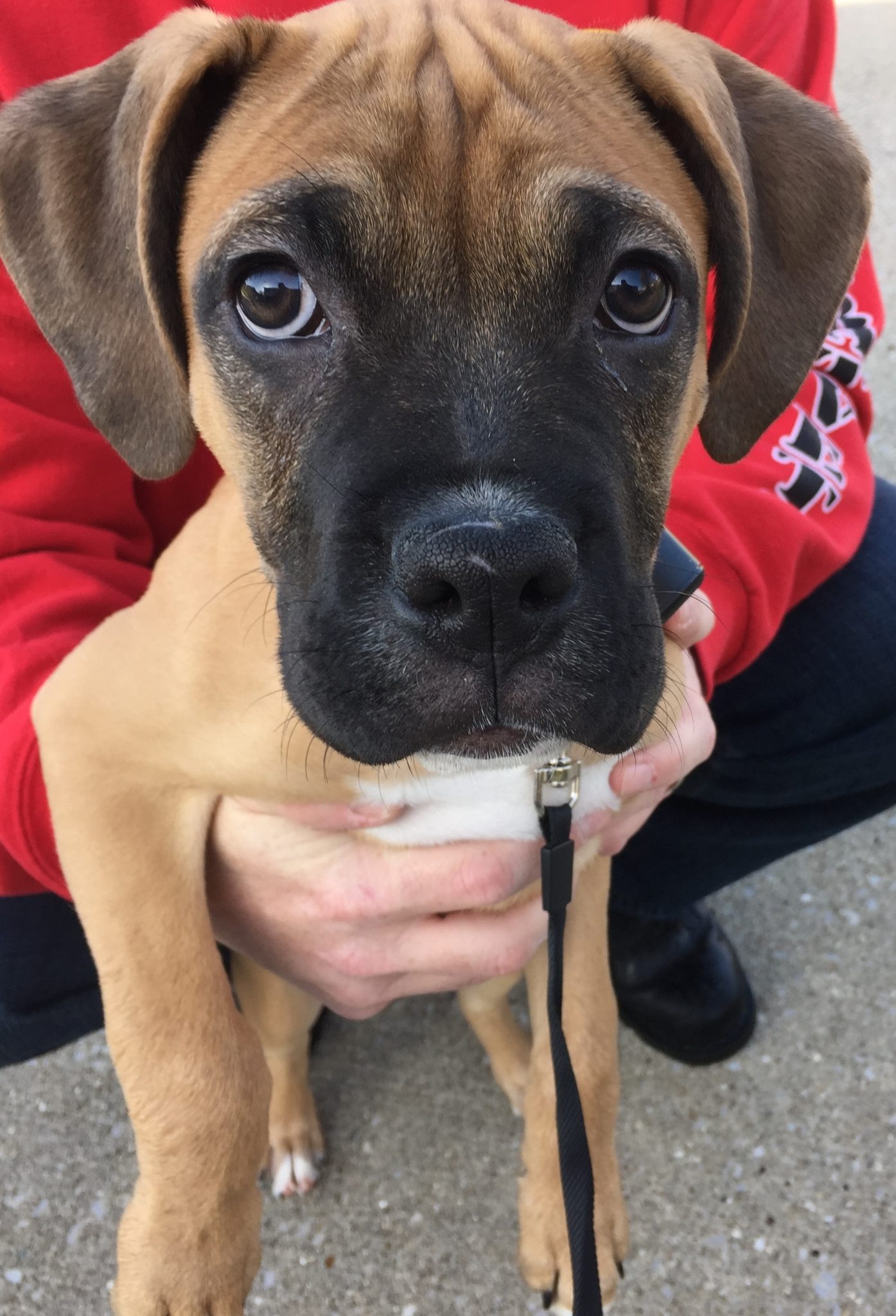 Radcliff, KY couple with 3 Boxers have new Underground Pet Fence