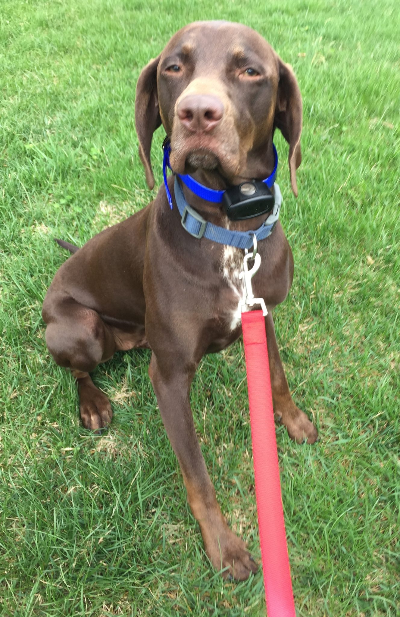 Jack of Elizabethtown, KY has a new Pet Stop Underground Pet Fence