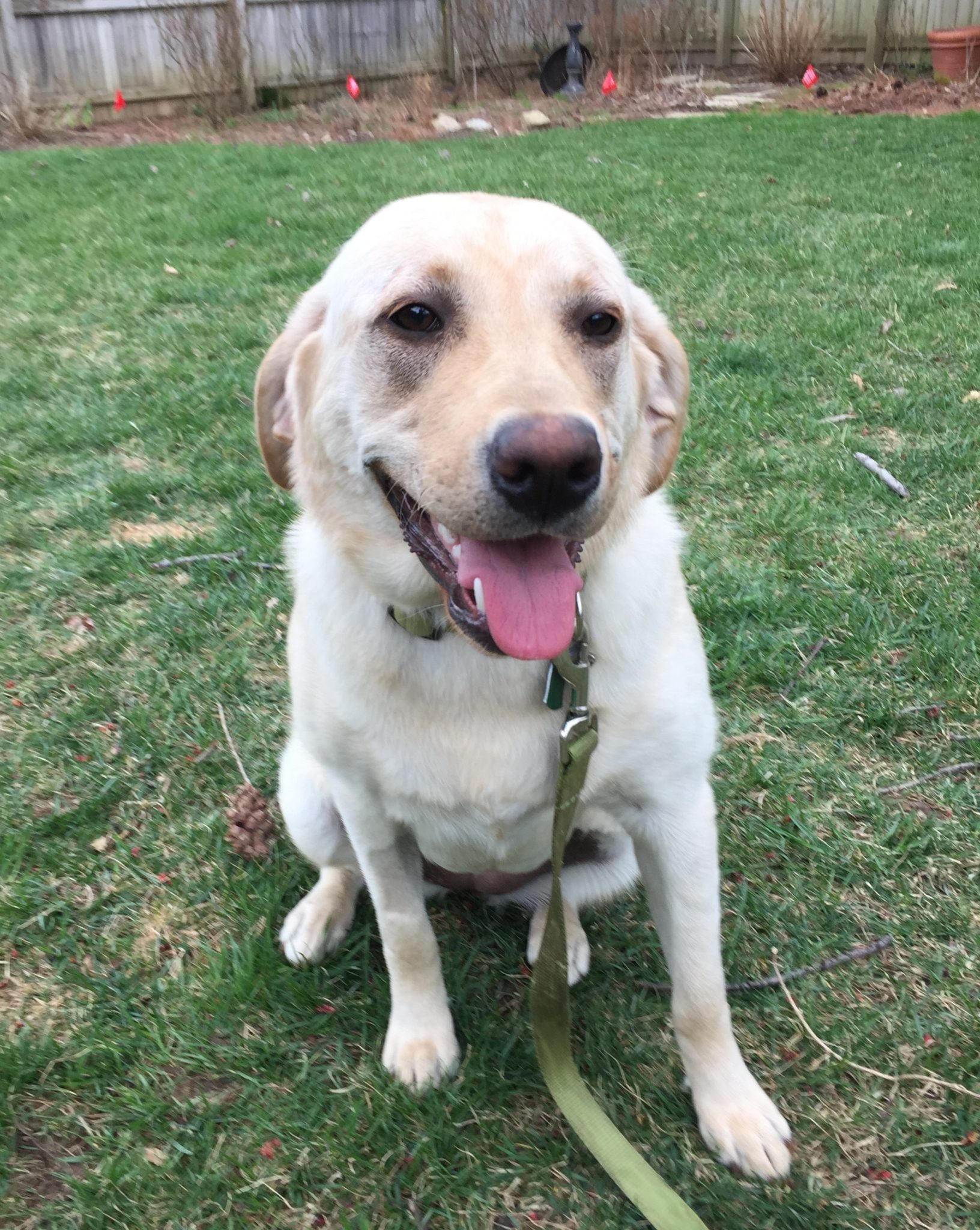 Atlas of Rineyville, KY loves is Underground pet fence by Unseen