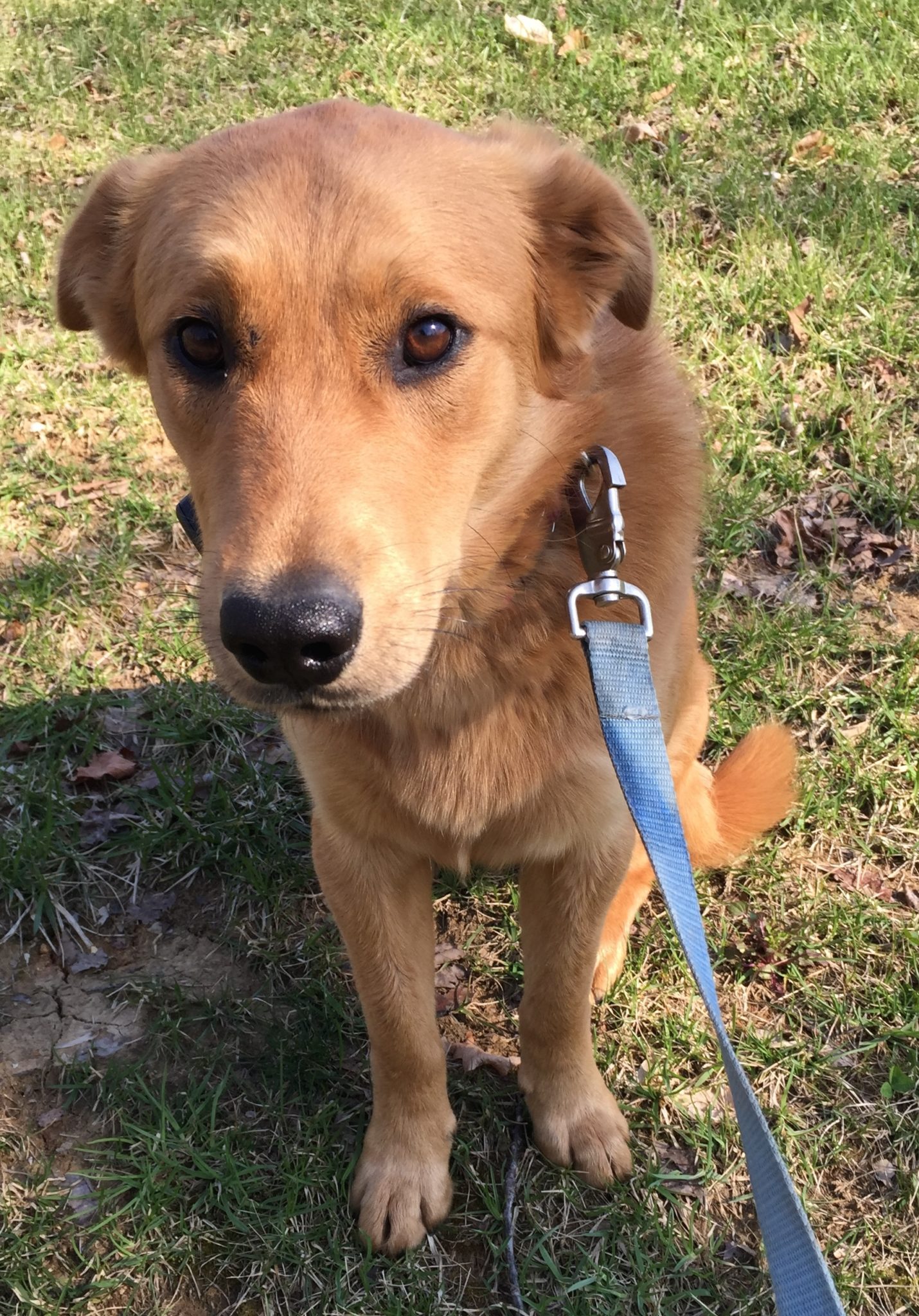 Betsy a Yellow Lab of Louisville, KY loves her Under Ground Pet Stop