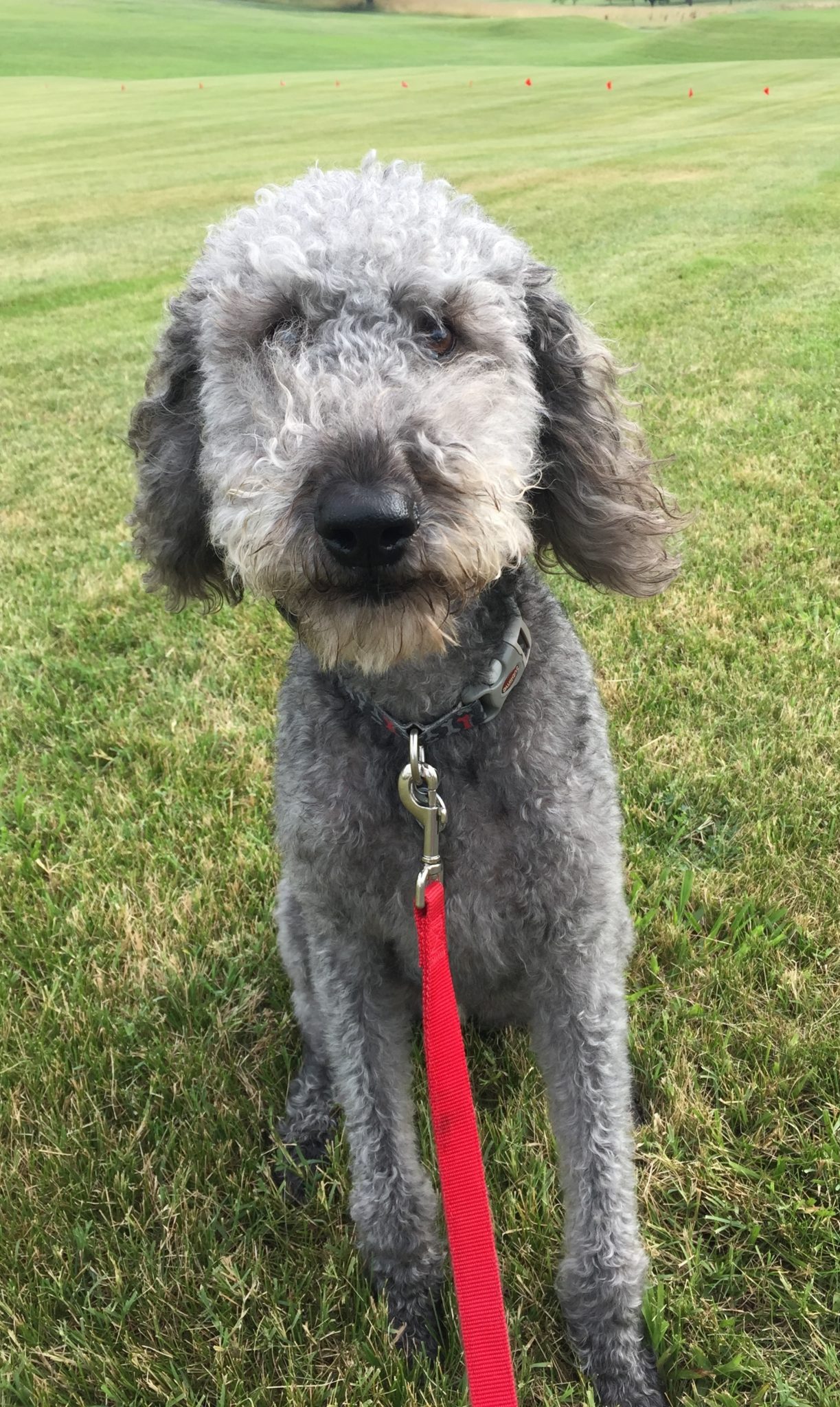 We Calvin of Elizabethtown, KY to the Unseen Fence Family