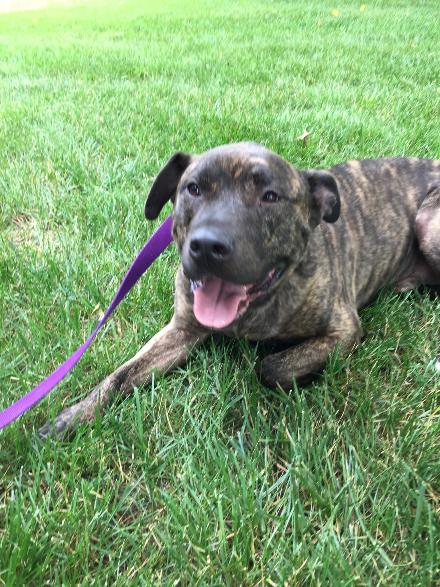 Duke of Prospect, KY learning his Pet Stop Underground Dog Fence