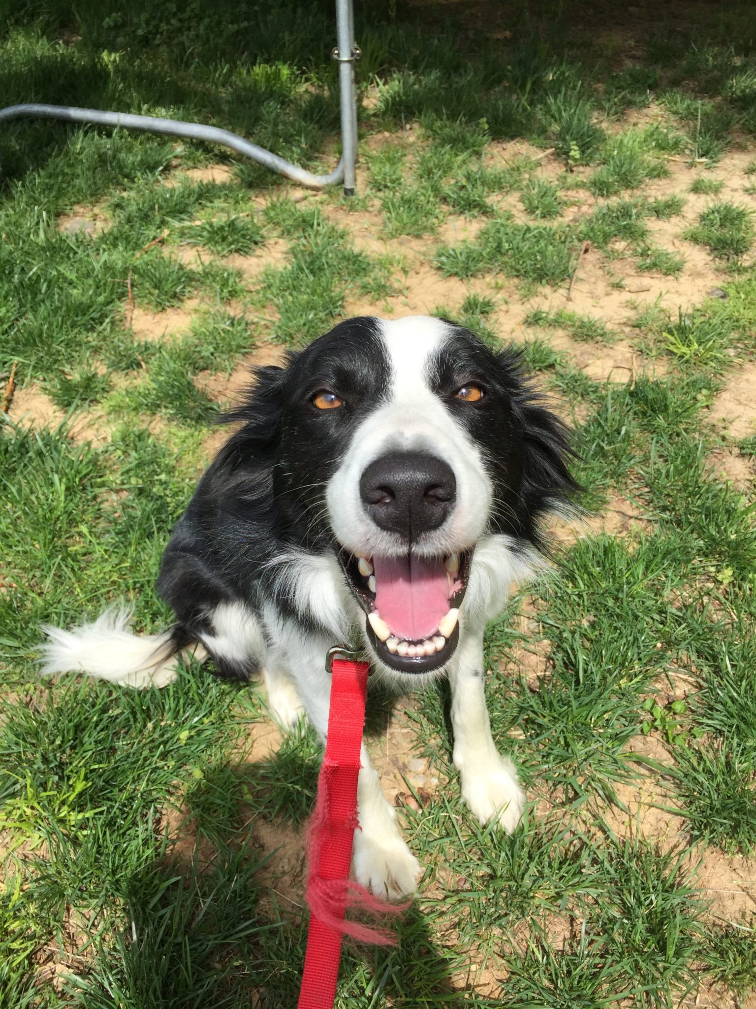 Ruckus of Louisville, KY likes his Pet Stop Under ground pet fence