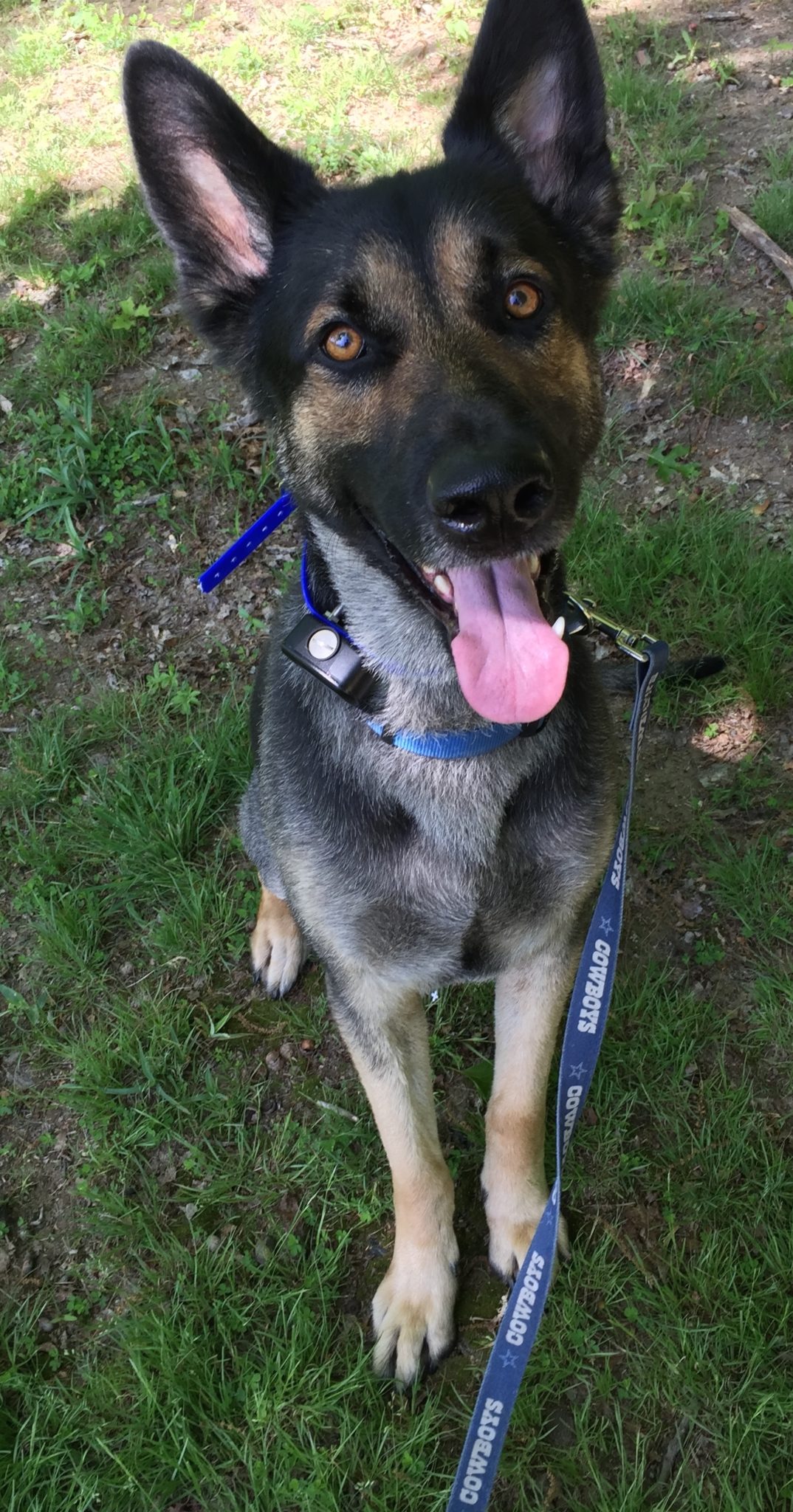 Willow of Upton, KY has a Underground Pet fence Unseen Fencing of