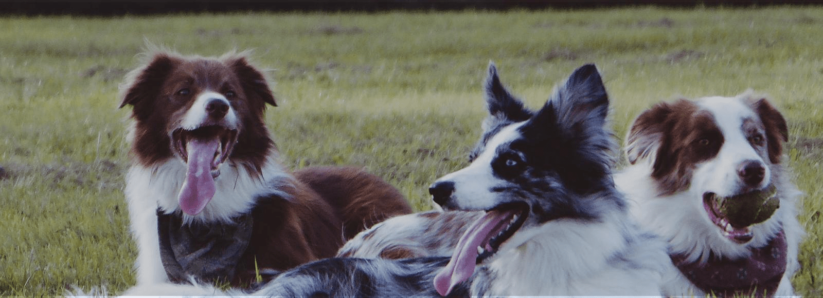 Invisible Dog Fences at Work Unseen Fencing of Kentucky