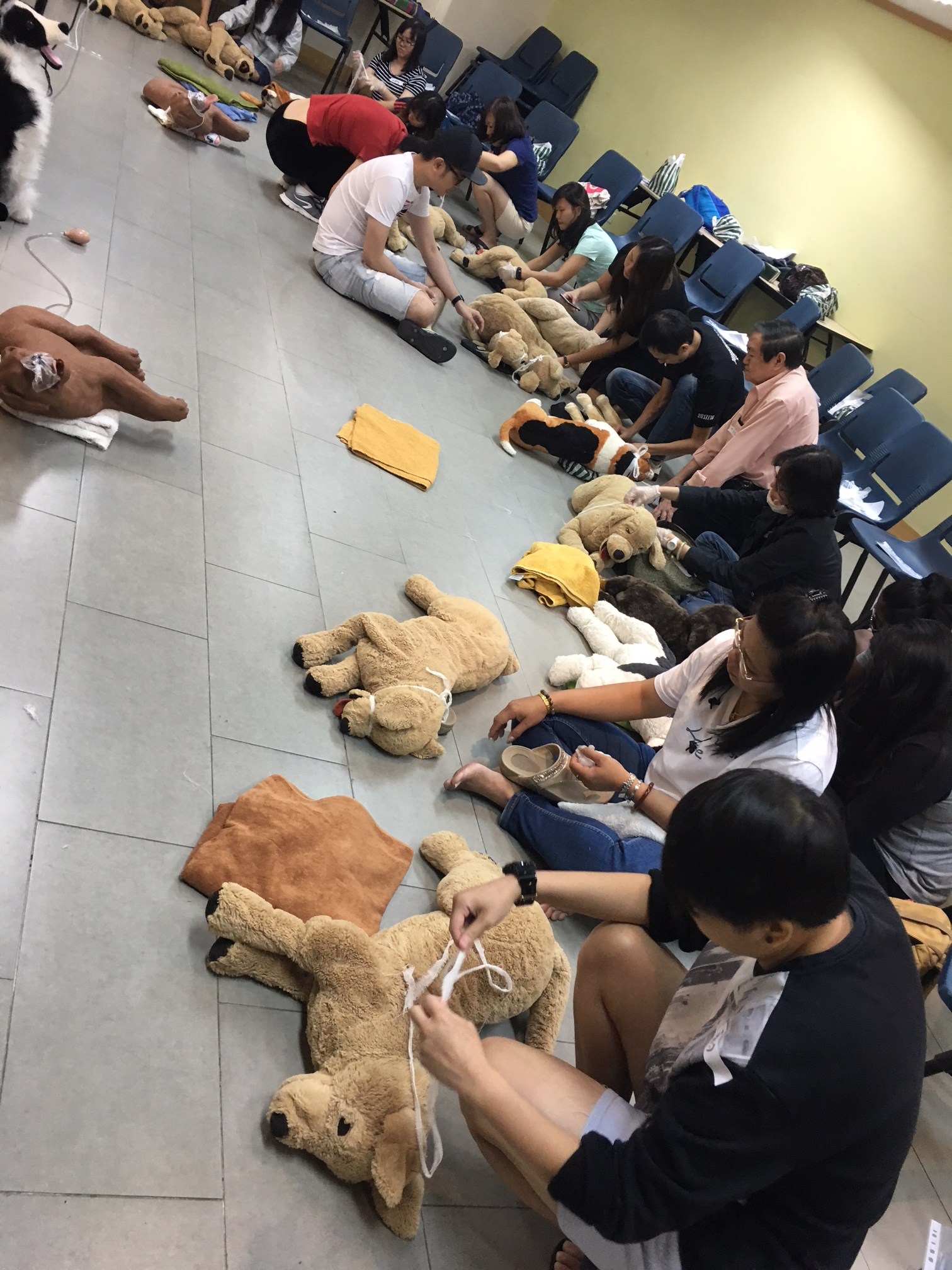 Dog First Aid First aid and CPR skills for dogs